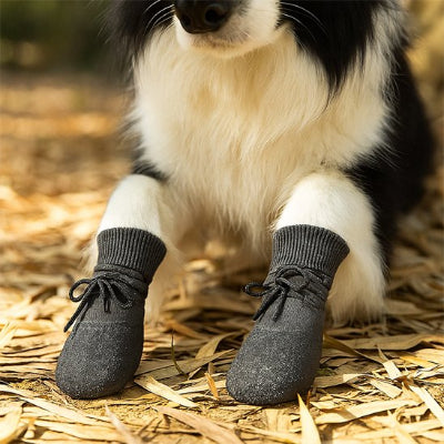 Chaussure Chien noir bien ajustable 