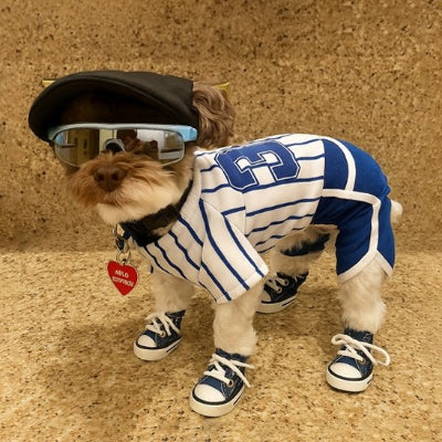 Chaussure Chien porter avec assurance