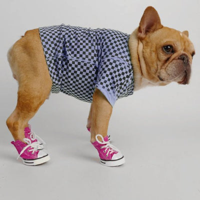 Chaussure Chien rose fiere de les porter