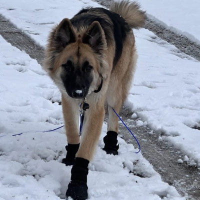 Chaussure pour chien neige marche dans la neige