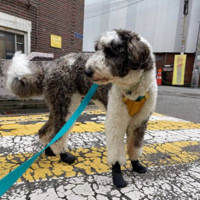 Chaussure pour chien  neige noir  dans la rue