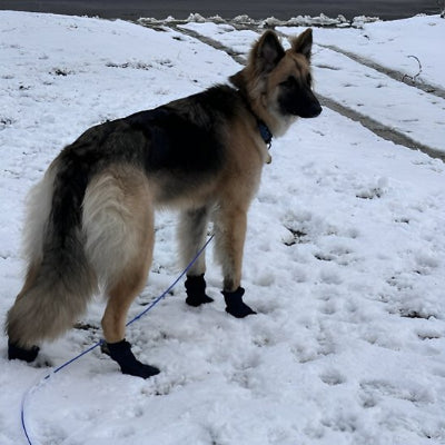 Chaussure pour chien neige sur la neige