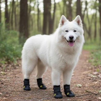 Chaussure pour Chien noir dans la foret confortable 