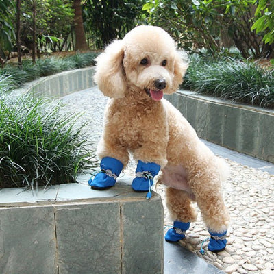 Chaussures chien​ bleu bien ajuster nature