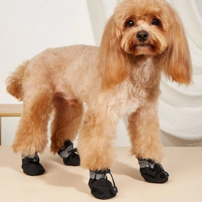Chaussures chien​ noir confort dans la maison
