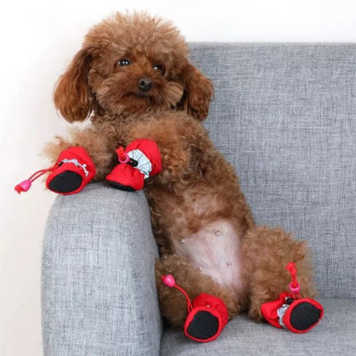 Chaussures chien​ rouge confortable sur le sofa