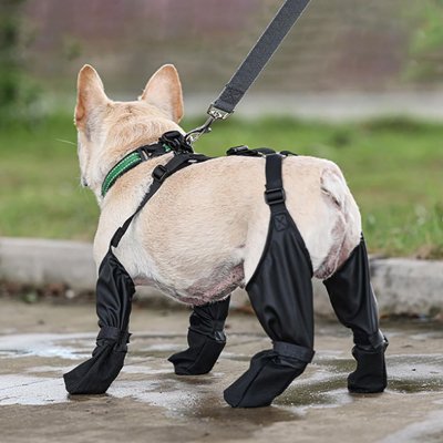 Chaussures pour chiens marche en securite