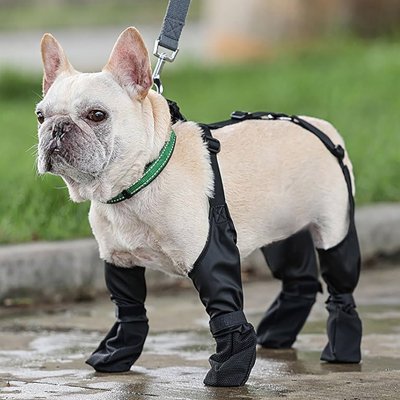 Chaussures  pour chiens petit debout fiere