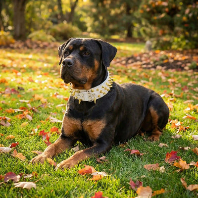 collier a pointe cuir protecteur blanc chien coucher sur la pelouse