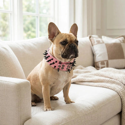 collier a pointe cuir robuste rose sur le sofa