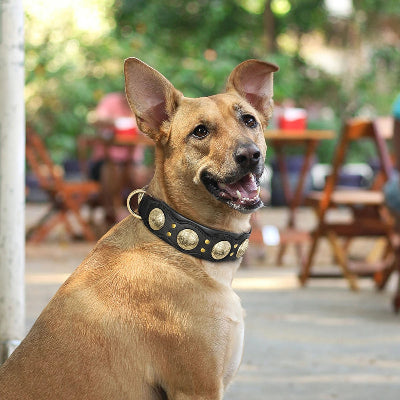 collier a pointe pour chien cuir véritable noble chien assis