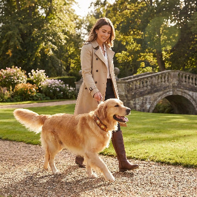 collier a pointe pour chien cuir véritable  noble chien balade avec son  maître 