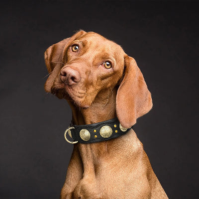 collier a pointe pour chien cuir véritable noble noir