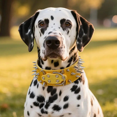 collier a pointe pour chien proctection cuir pu jaune