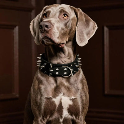 collier a pointe pour chien protection cuir pu noir