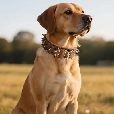collier a pointe pour pour chien protection cuir pu chien assis