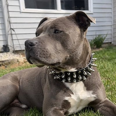 Collier a Pointe premium ajustable noir au cou du chien