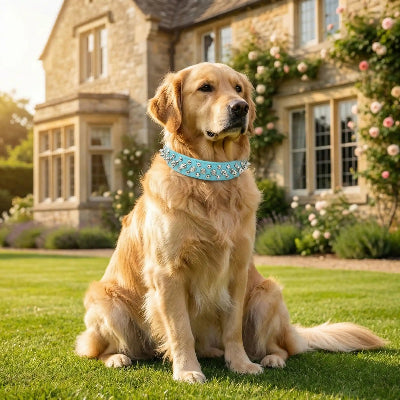 collier a pointe punk bleu devant une belle maison