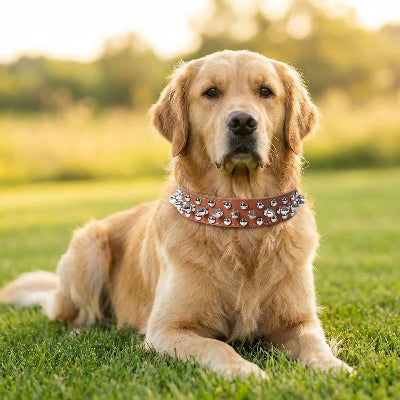 collier a pointe punk couche sur la pelouse