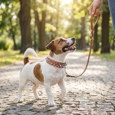 collier a pointe punk petit chien balade a cote son maitre