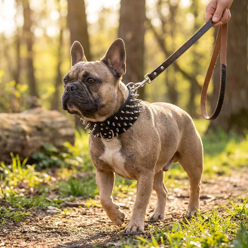 collier a pointes pour chien noir