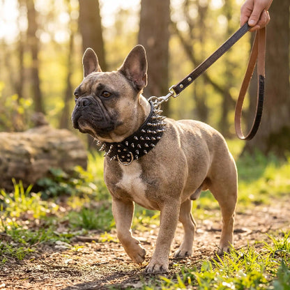 collier a pointes pour chien noir