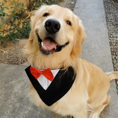 Collier Bandana-luminaPet
rouge gros chien