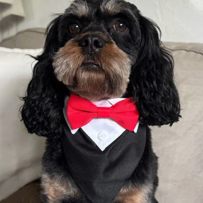 Collier Bandana luminaPet
 rouge