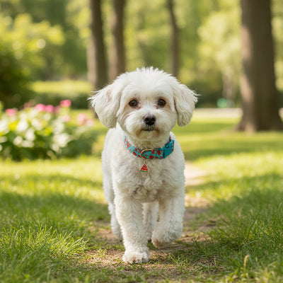 collier chien avantage plein nature blanc