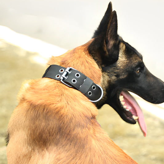 collier chien combat noir