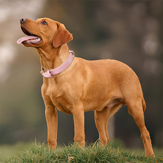 collier chien confort
