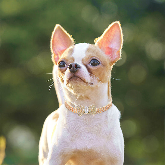 collier chien eclatant