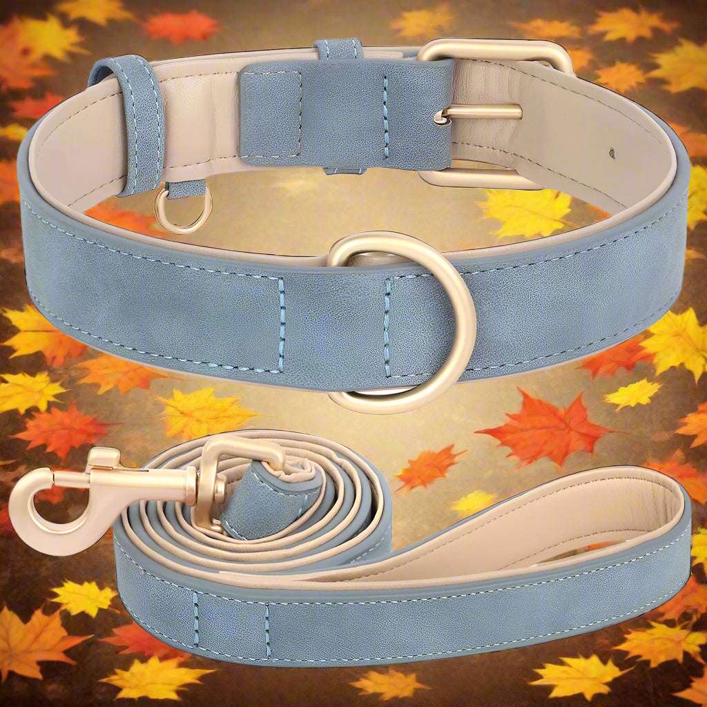 collier chien ensemble bleu