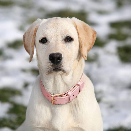 collier chien hiver