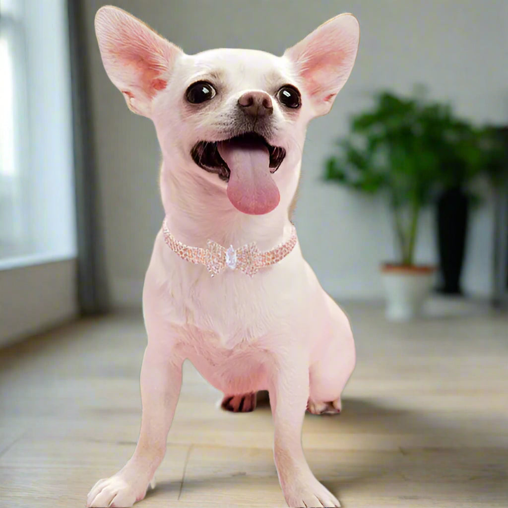collier chien interieur