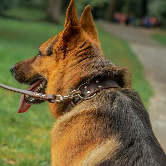 collier chien marron laisse