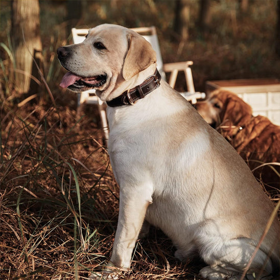 collier chien marron pleine ete