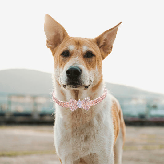 collier chien moyen en nature