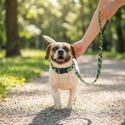 collier chien premium reglable os balade avec son maitre