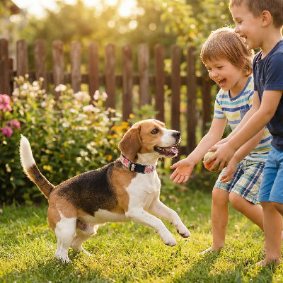 collier chien premium réglable rose chien jouent avec des enfants