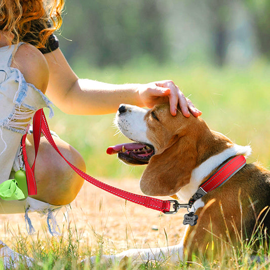 collier chien rouge rayonnant
