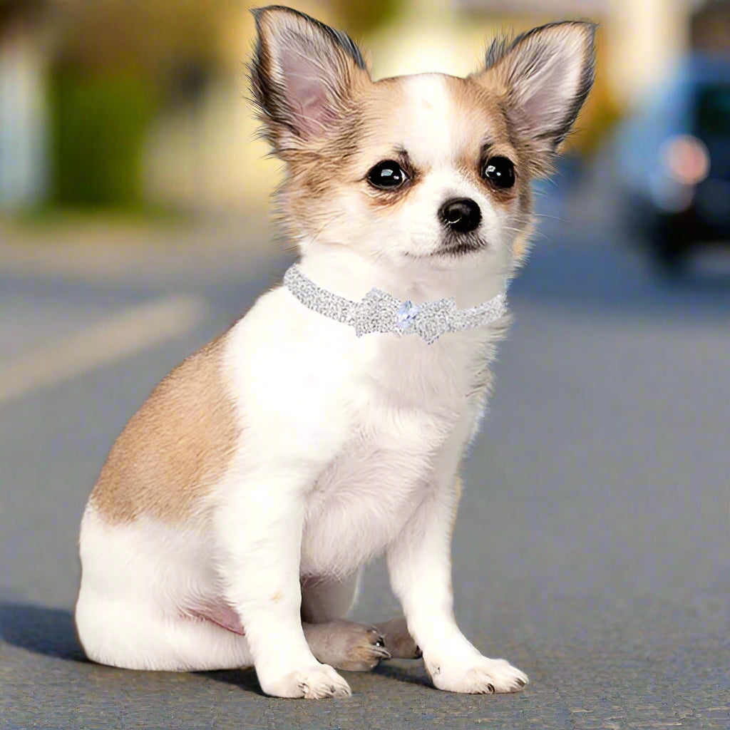 collier chien tout petit