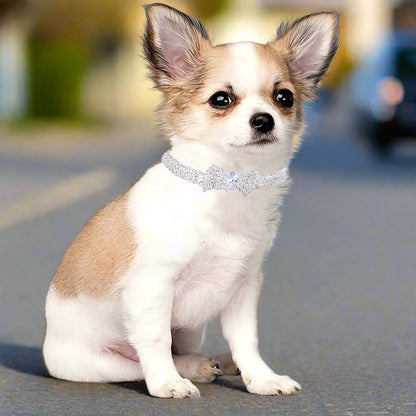 collier chien tout petit