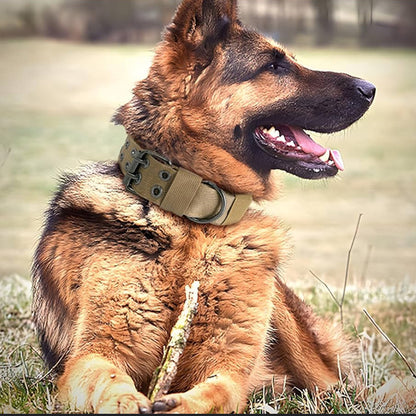 collier chien vert combat