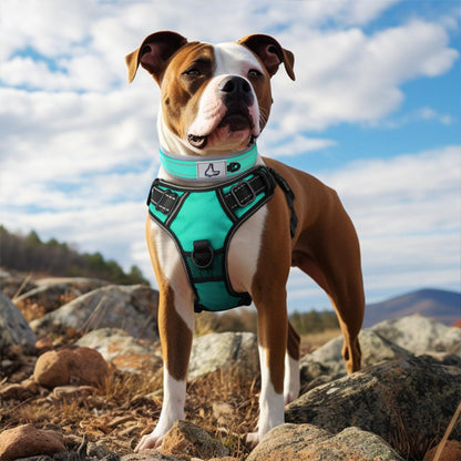 collier chien vert rayonnant