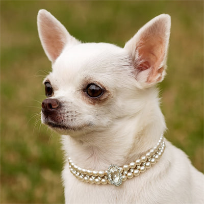 collier chien voisinage blanc nature