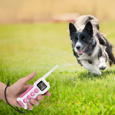 collier connecté chien sans abonnement educationcanin course maitre télécommande dans la main