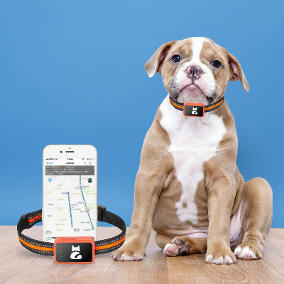  collier connecte chien sans abonnement gps anti fugue chien assis gps a cote