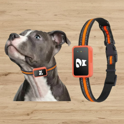 
collier connecte chien sans abonnement gps anti fugue sur planche en bois
