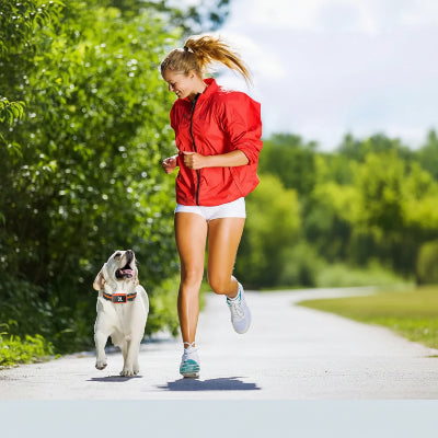 collier connecte chien sans abonnement gps anti fugue
